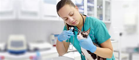 penn foster veterinary technician program.